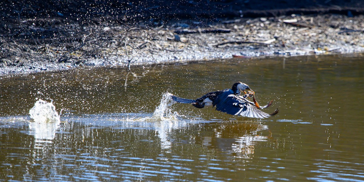 Little Pied Cormorant - ML620730751