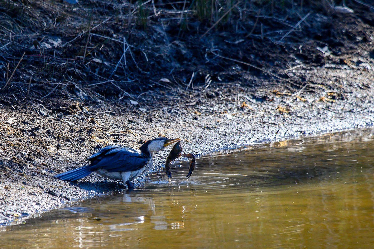 Little Pied Cormorant - ML620730752