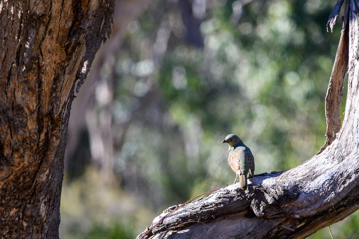 Satin Bowerbird - ML620730756