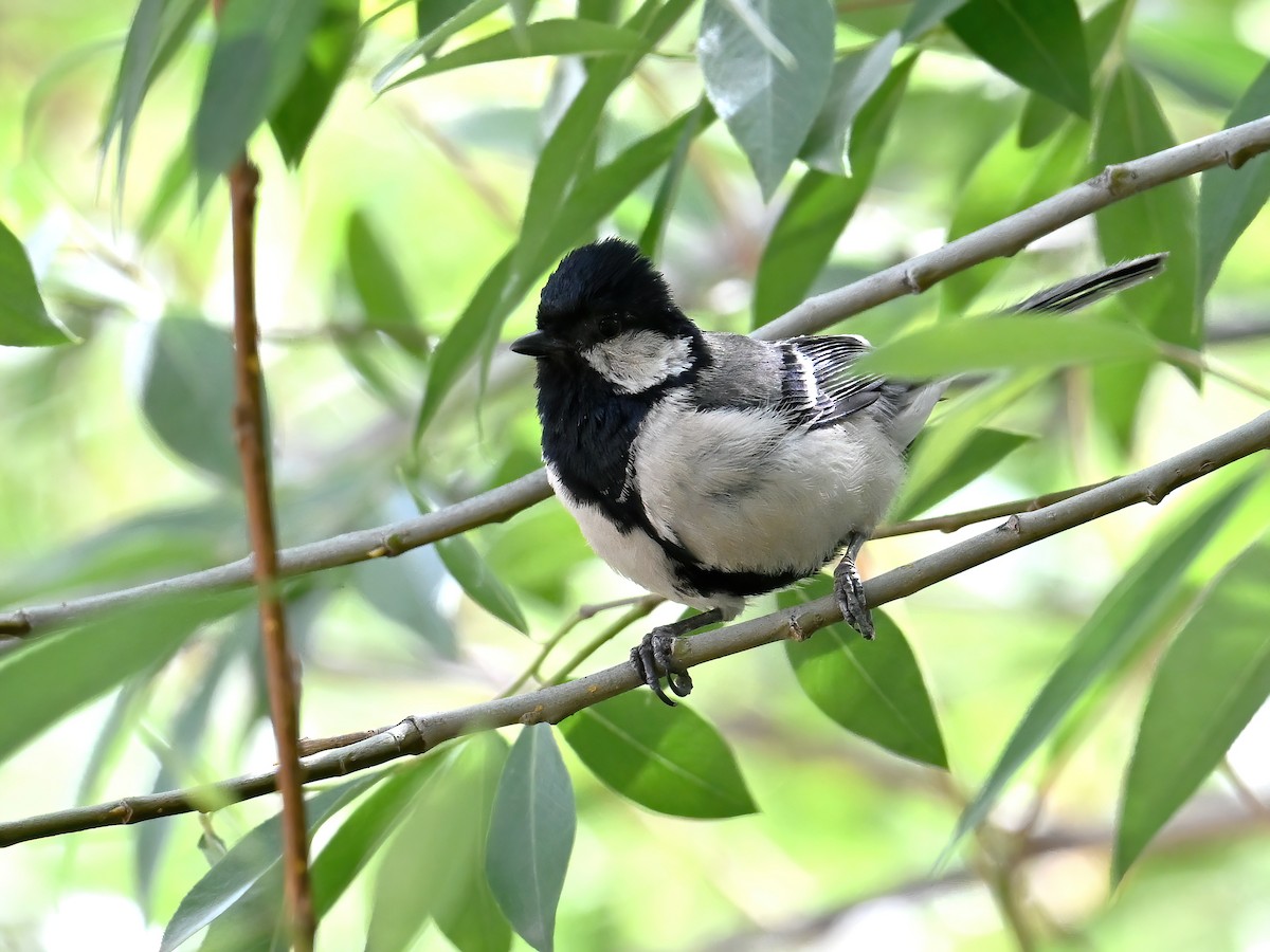 Japanese Tit - ML620730757