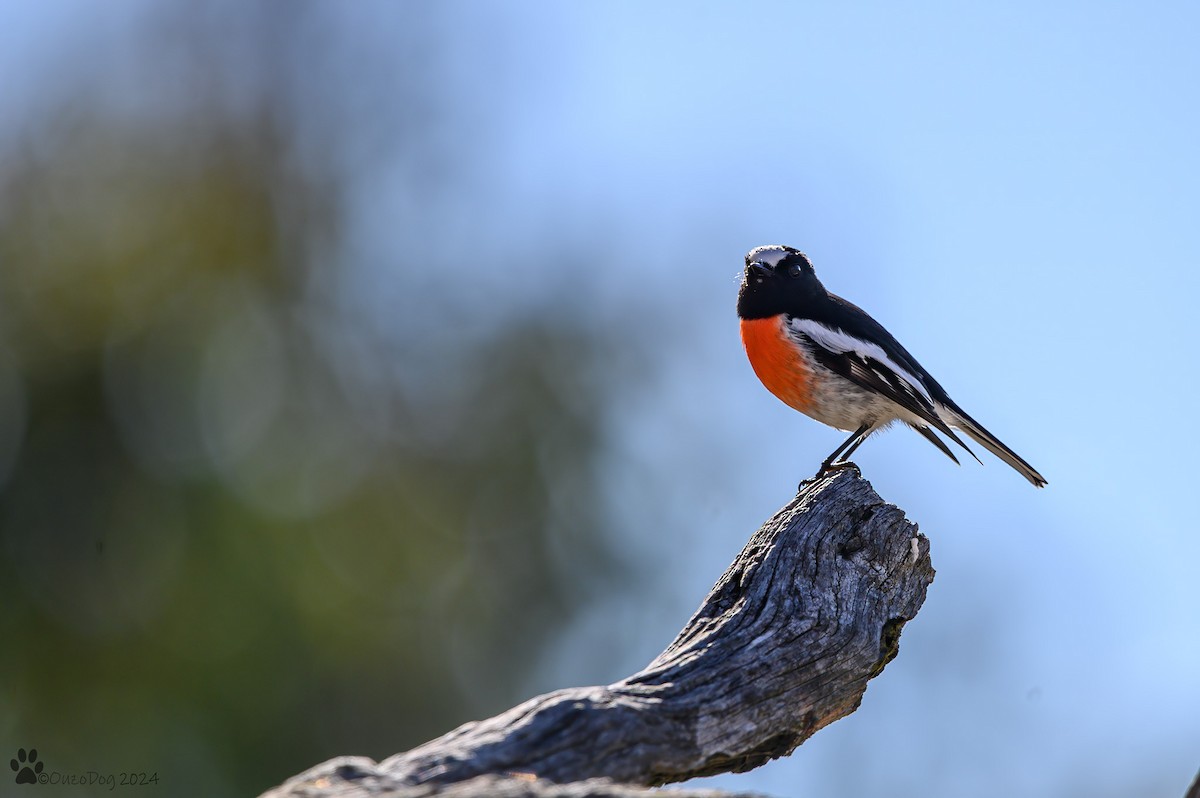 Scarlet Robin - ML620730762