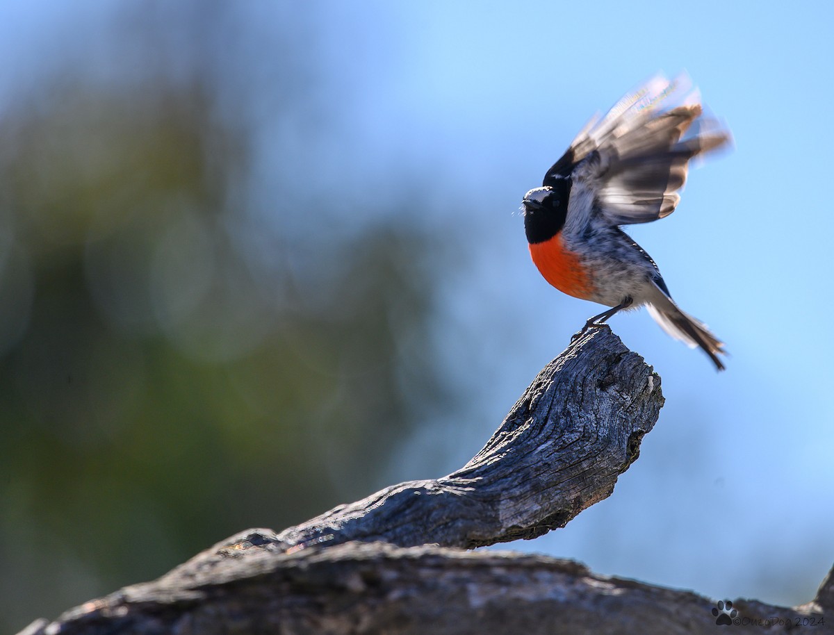 Scarlet Robin - ML620730766