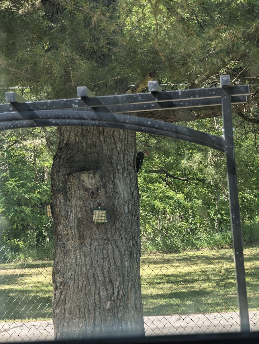 Pileated Woodpecker - ML620730769