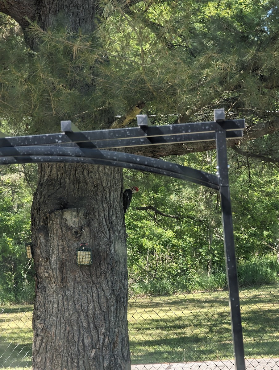 Pileated Woodpecker - ML620730770