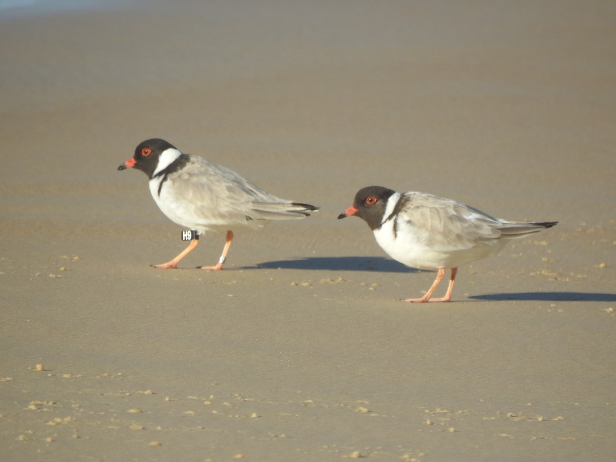 Hooded Plover - ML620730775