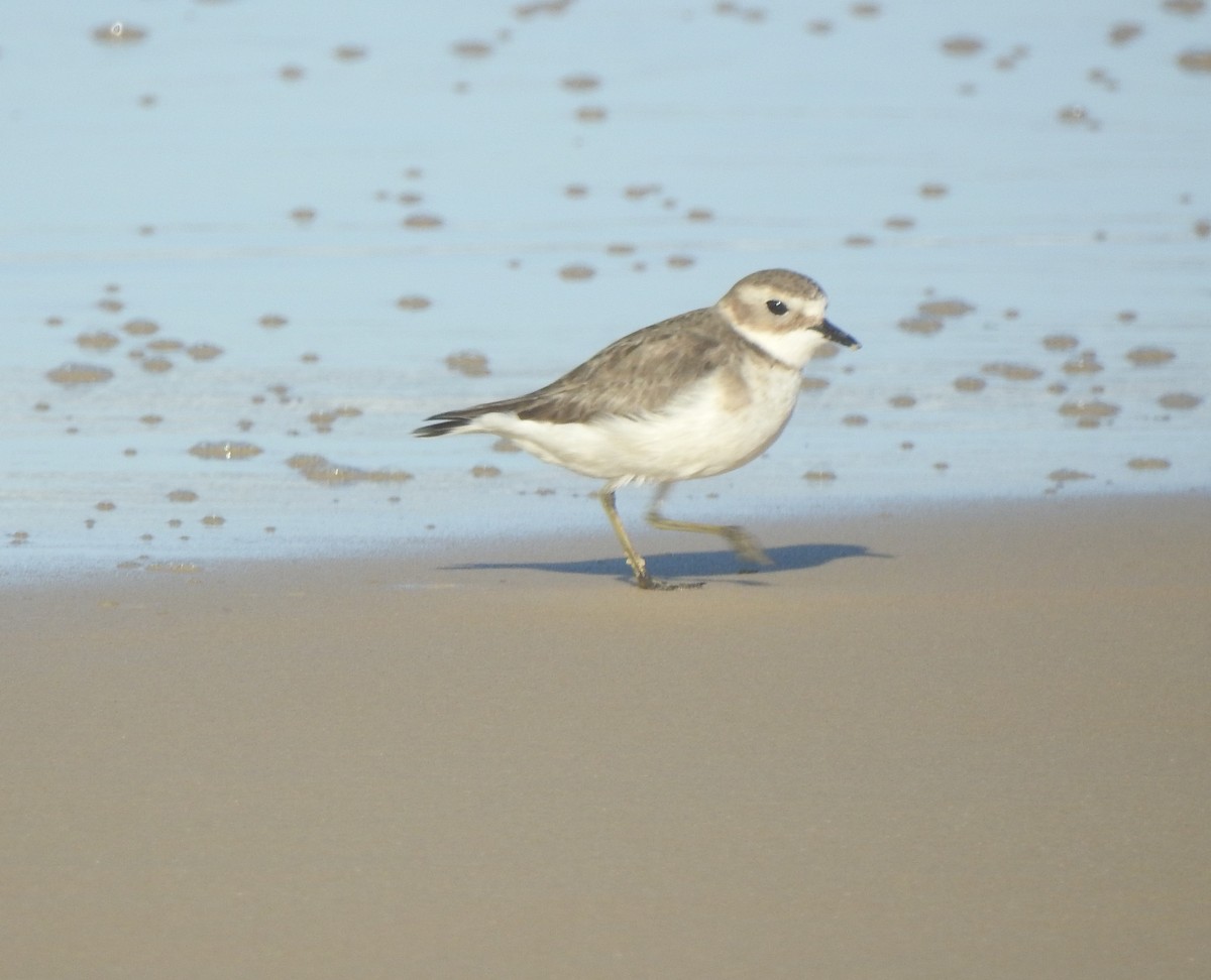 Double-banded Plover - ML620730777