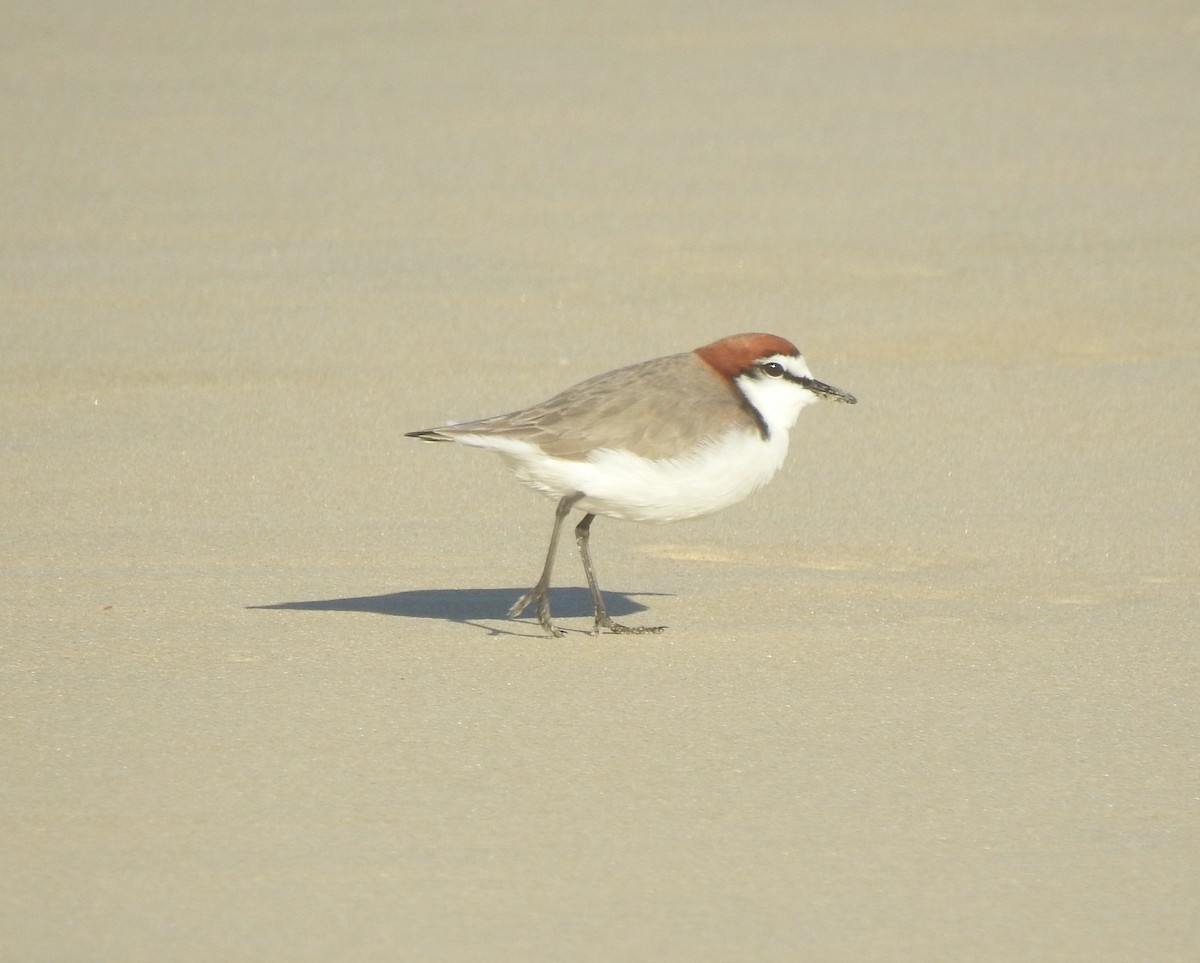 Red-capped Plover - ML620730781