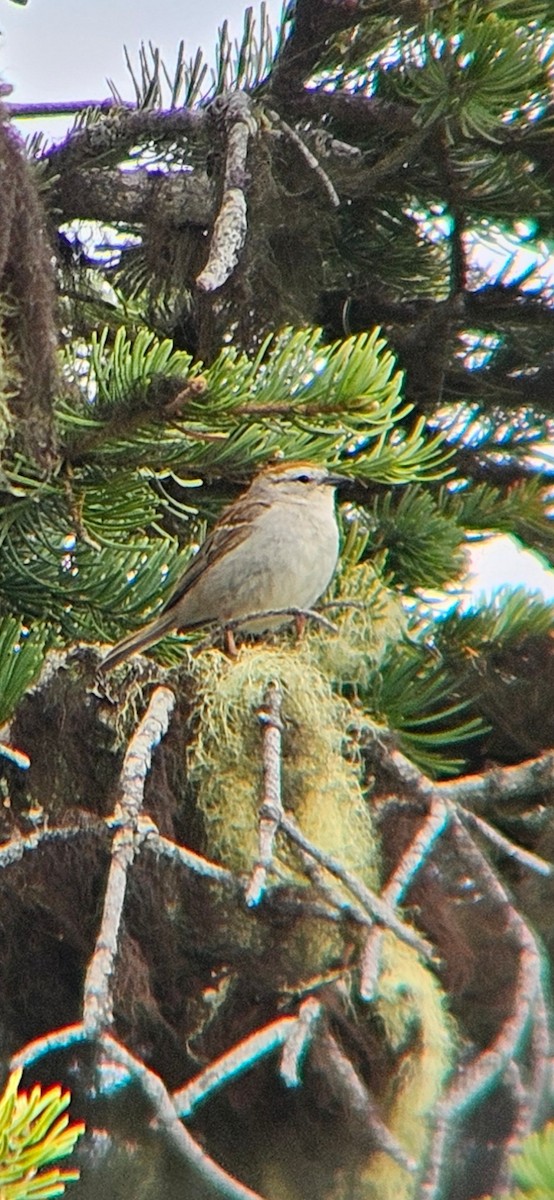 Chipping Sparrow - ML620730788