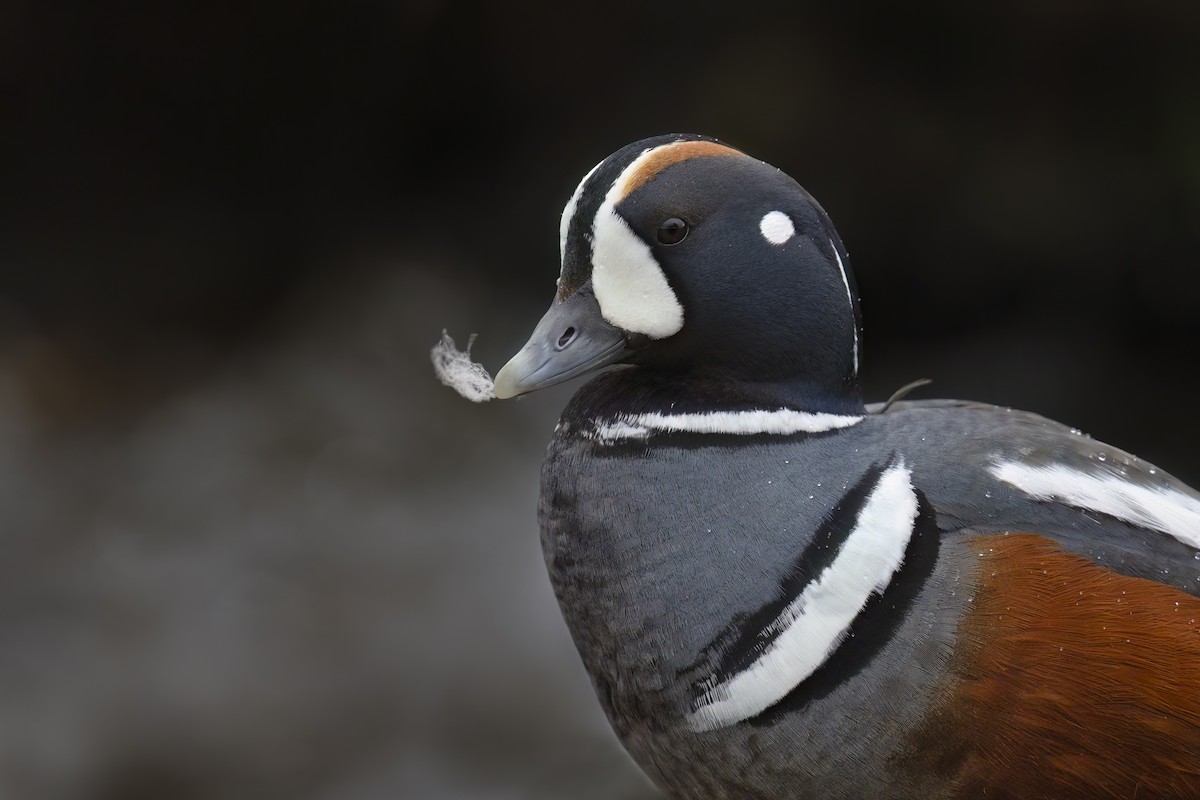 Harlequin Duck - Marco Valentini