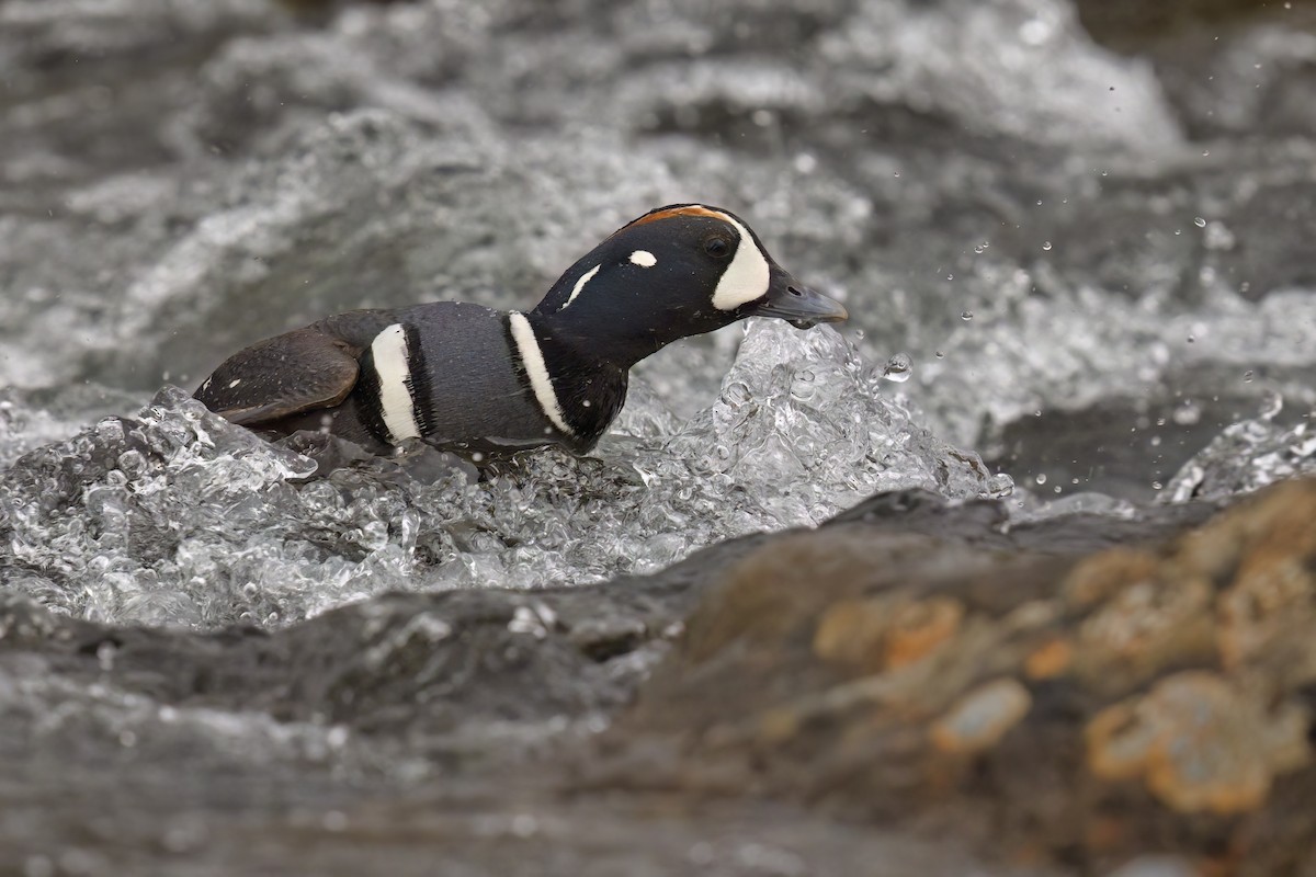 Harlequin Duck - ML620730793