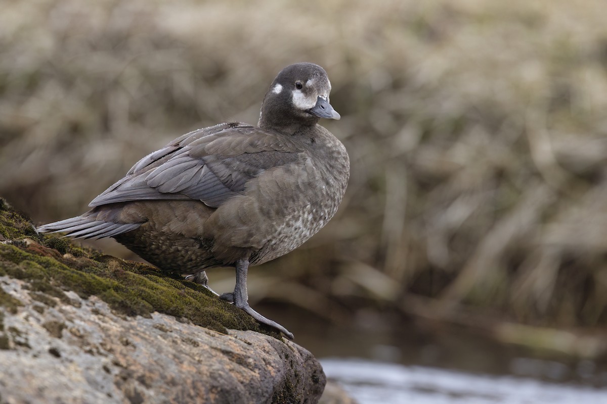 Harlequin Duck - ML620730794