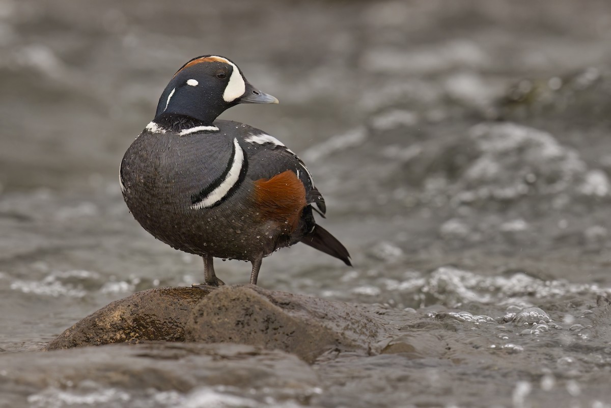 Harlequin Duck - ML620730796