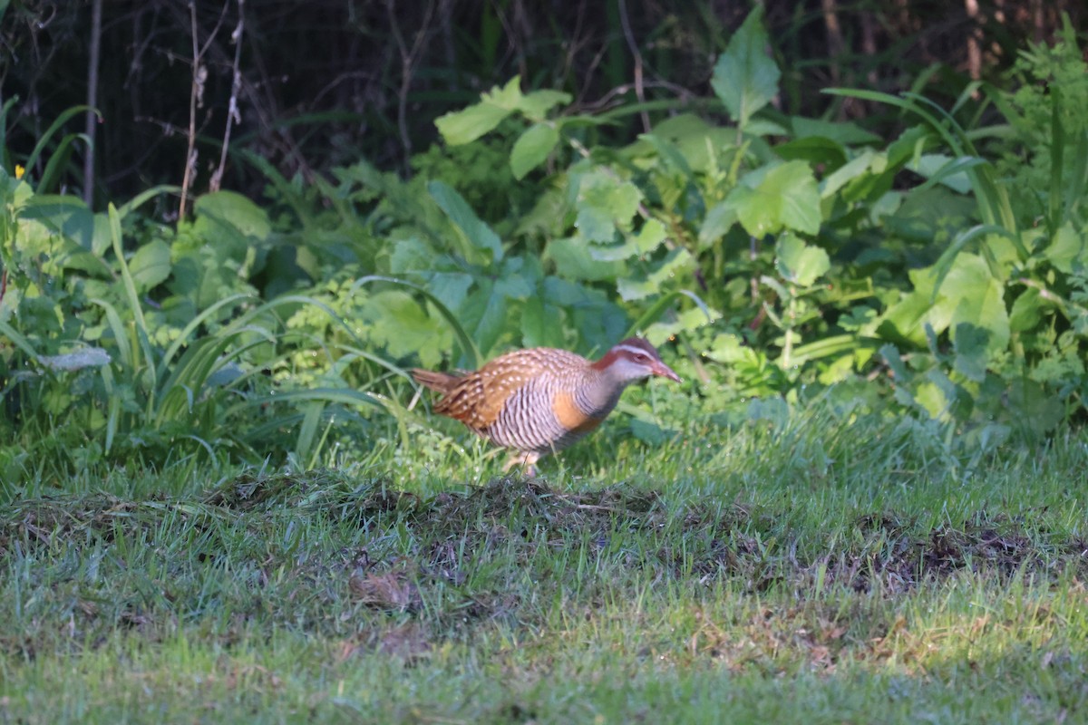 Buff-banded Rail - ML620730799