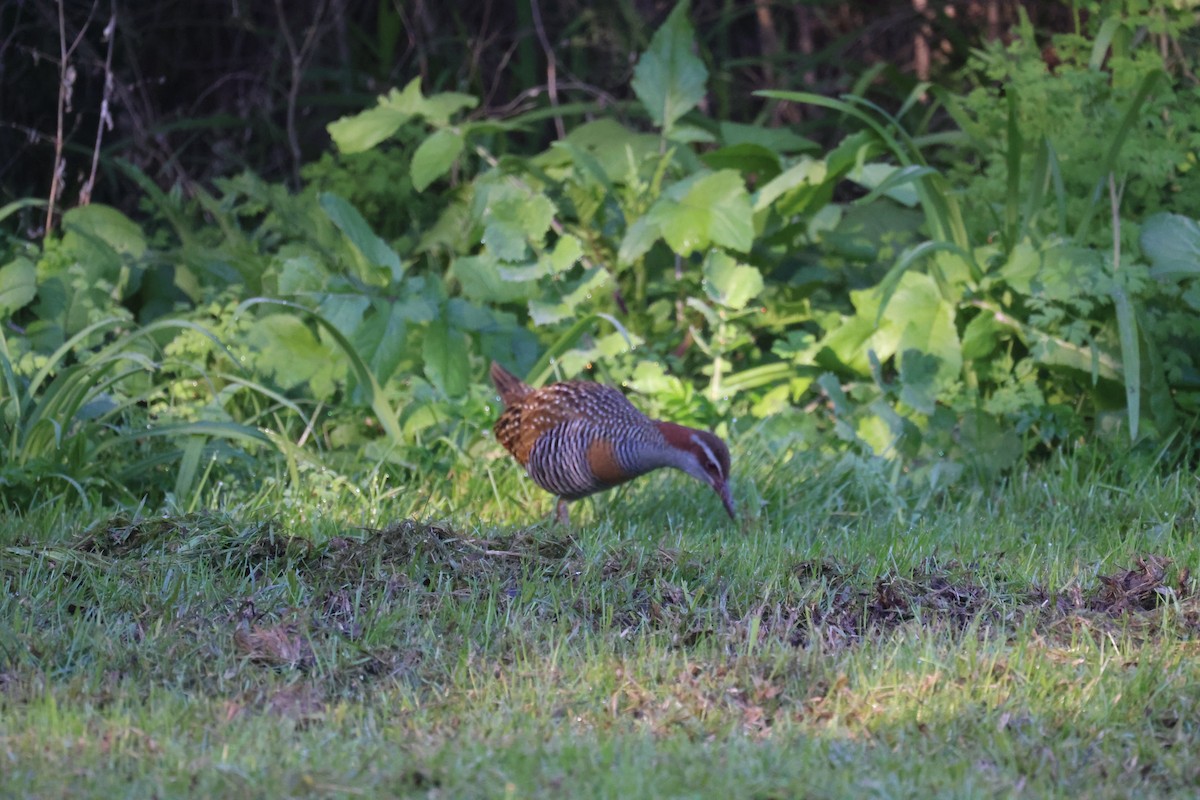 Buff-banded Rail - ML620730800