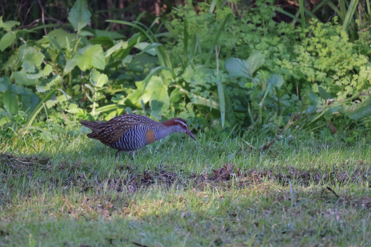 Buff-banded Rail - ML620730802