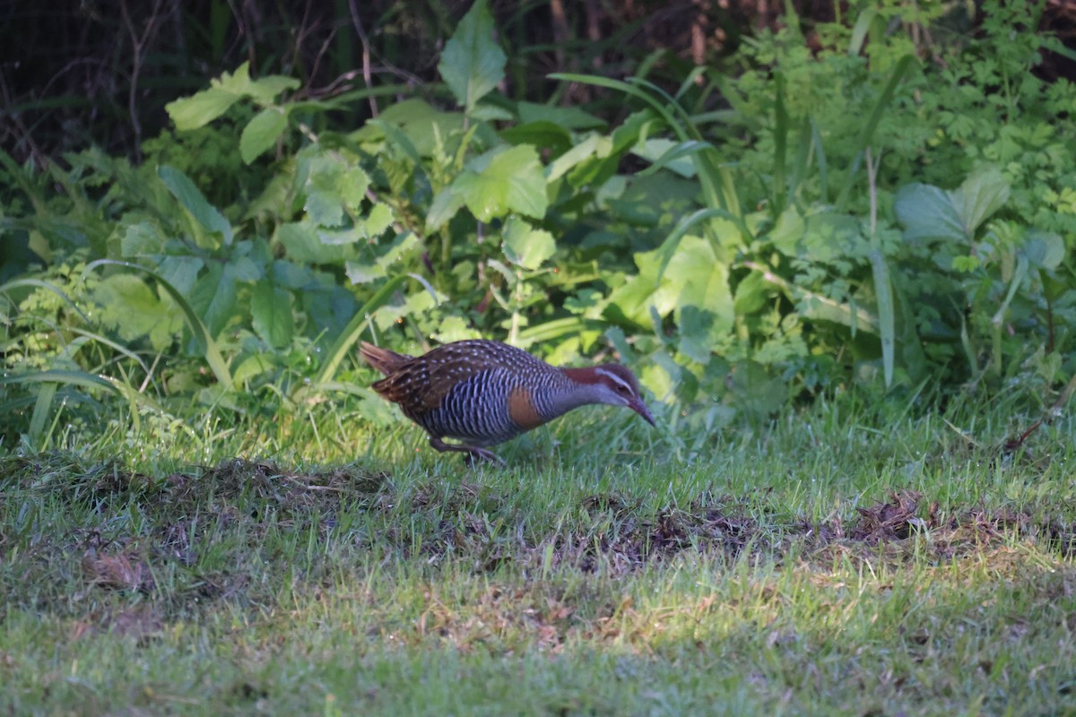 Buff-banded Rail - ML620730803