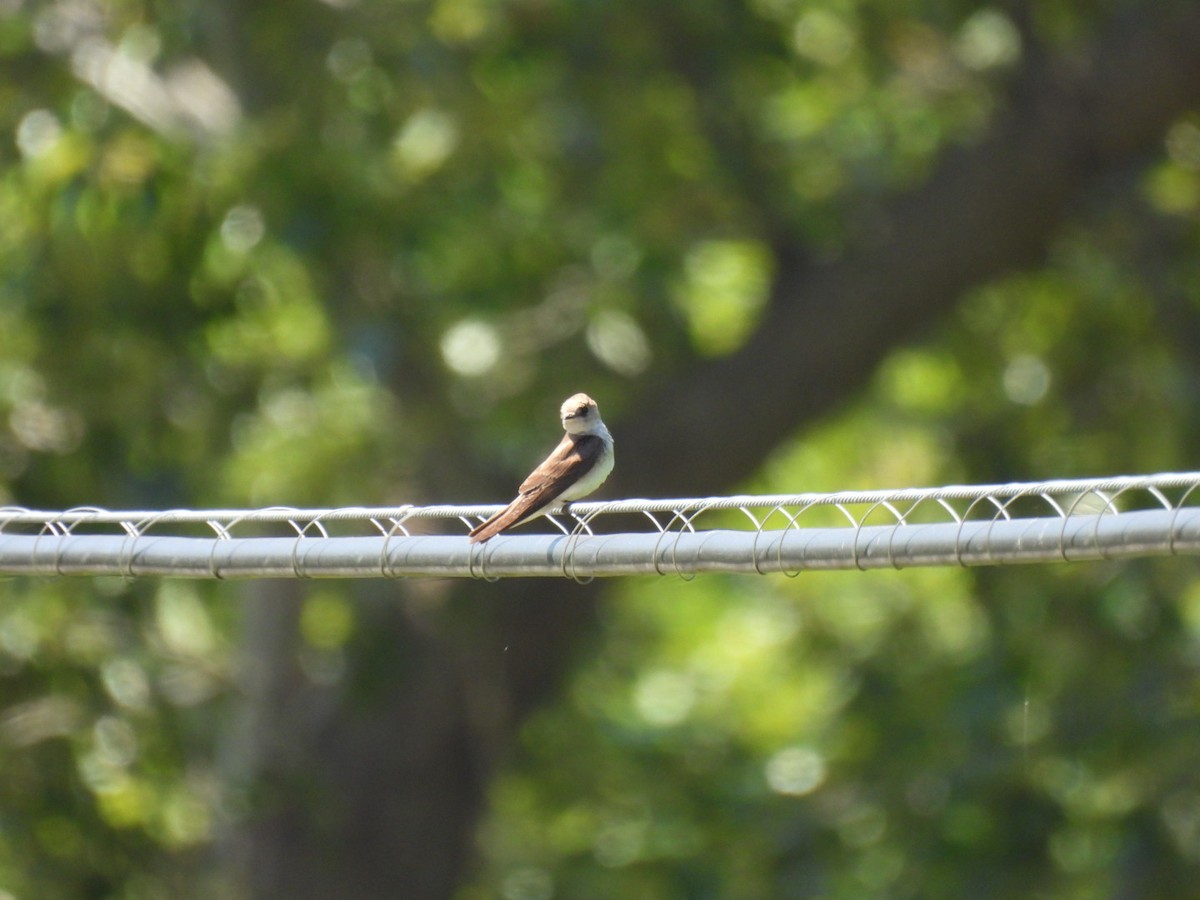 Northern Rough-winged Swallow - ML620730806