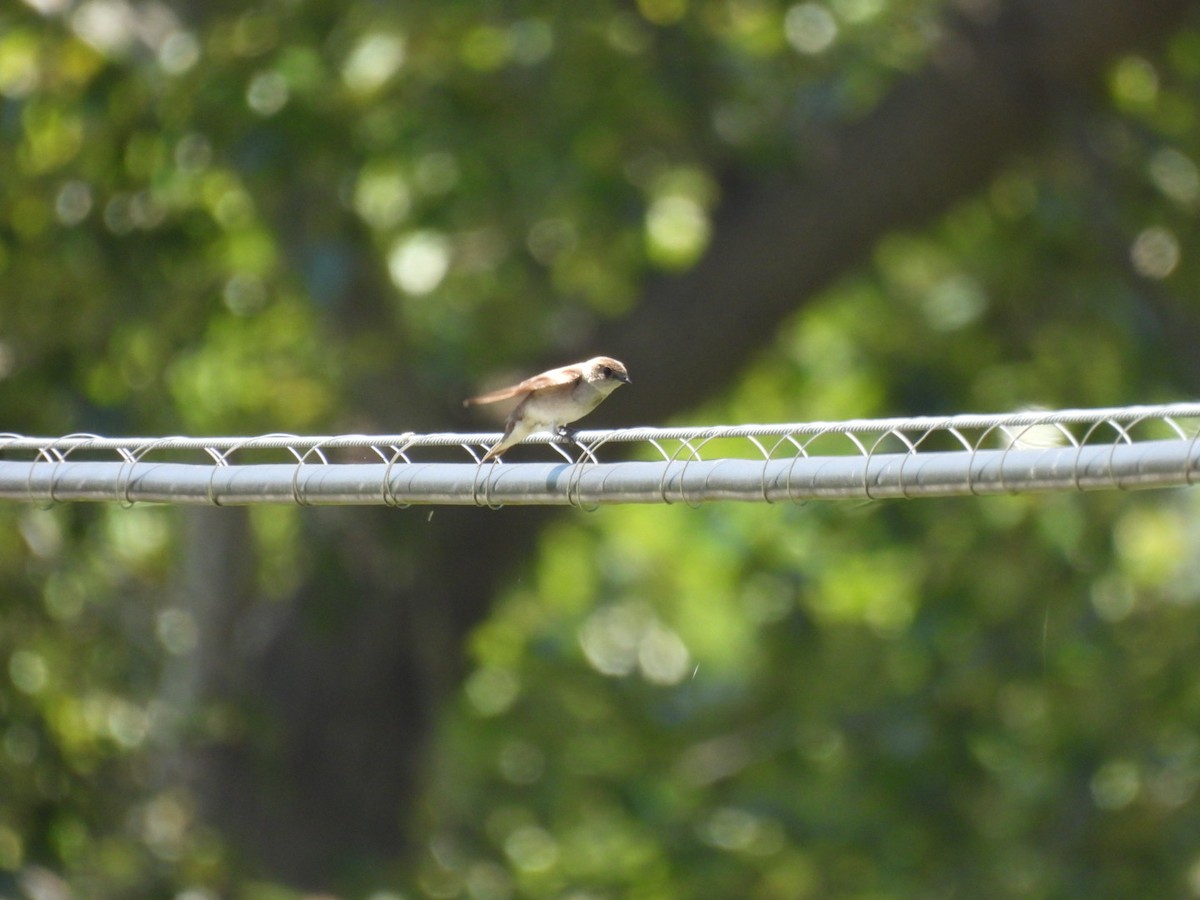 Northern Rough-winged Swallow - ML620730808