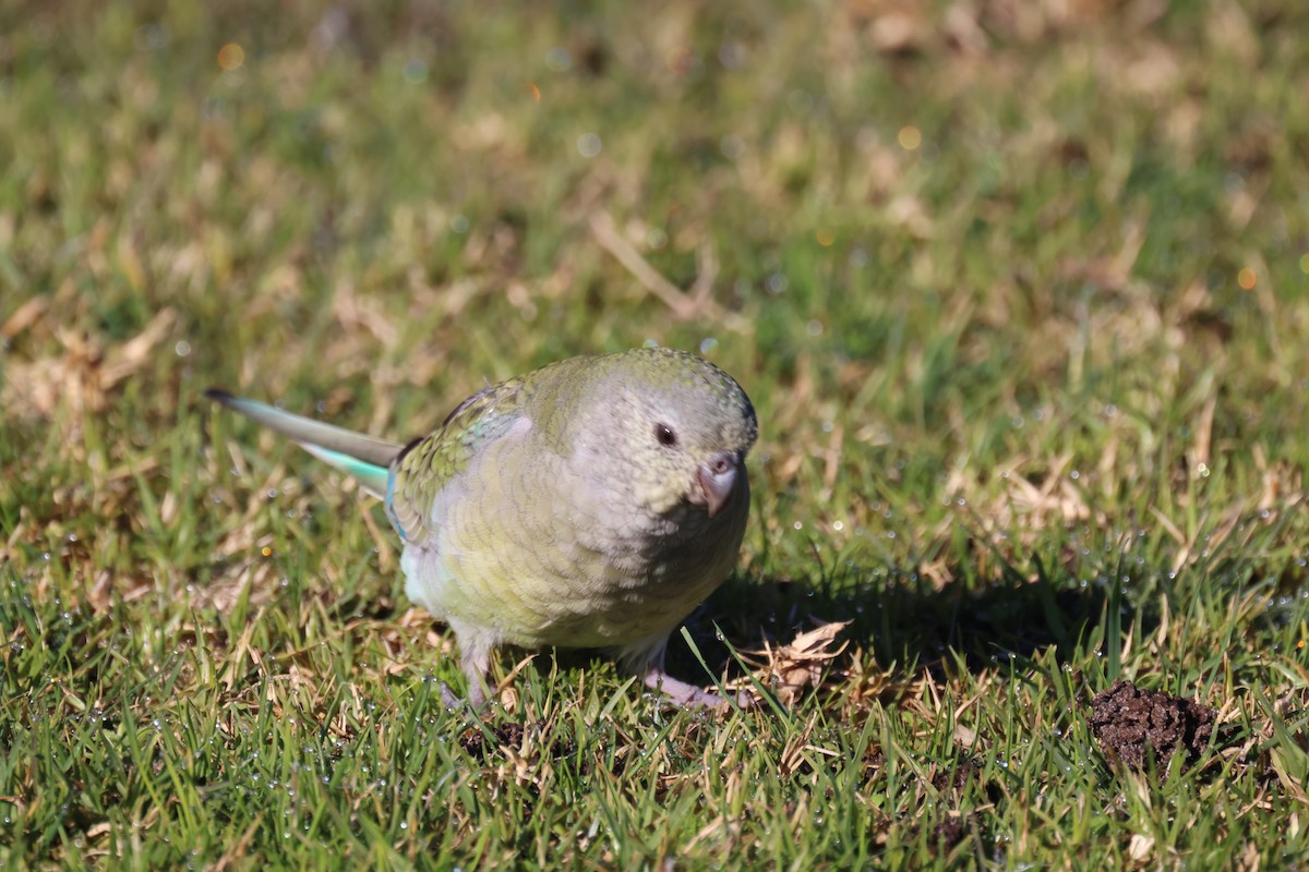 ビセイインコ - ML620730809