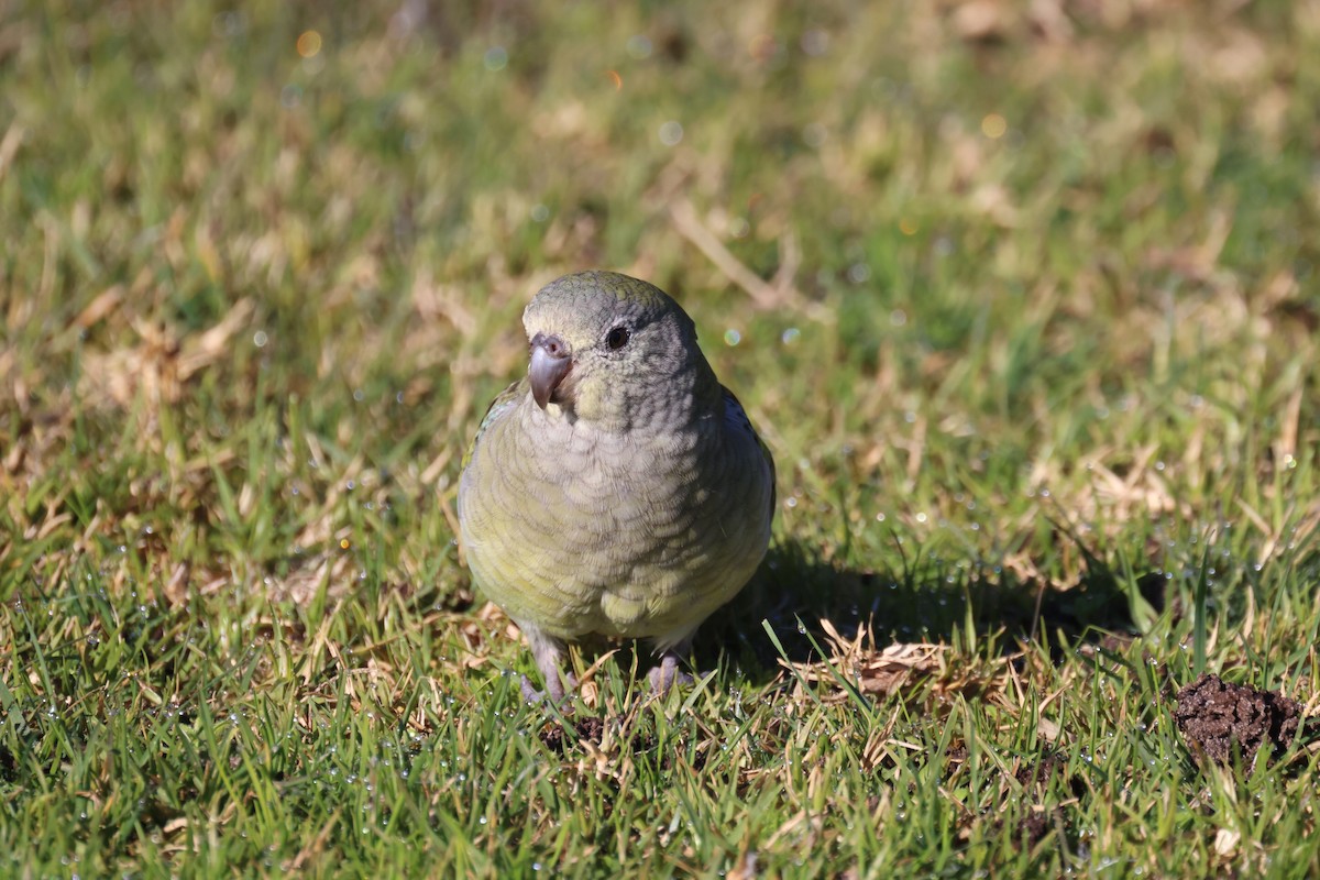 ビセイインコ - ML620730811