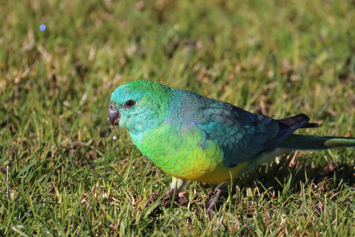 Red-rumped Parrot - ML620730812