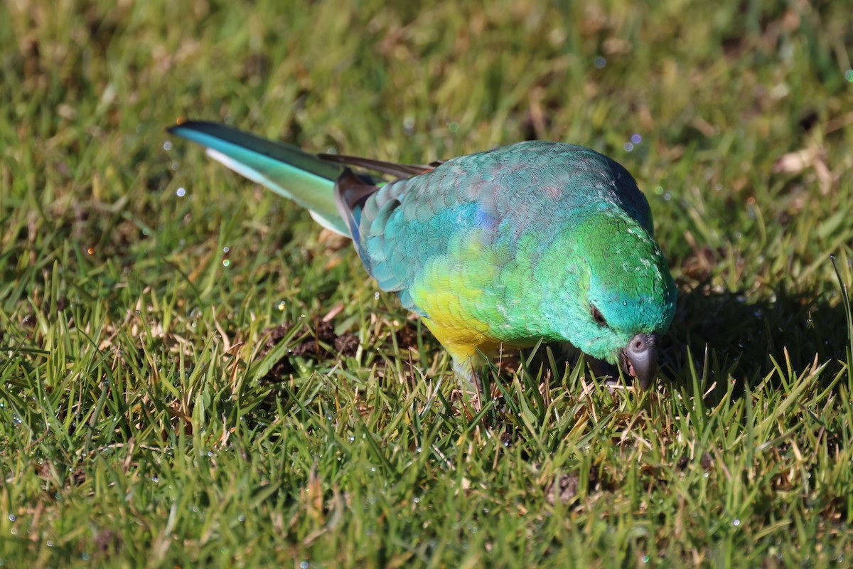 Red-rumped Parrot - ML620730813