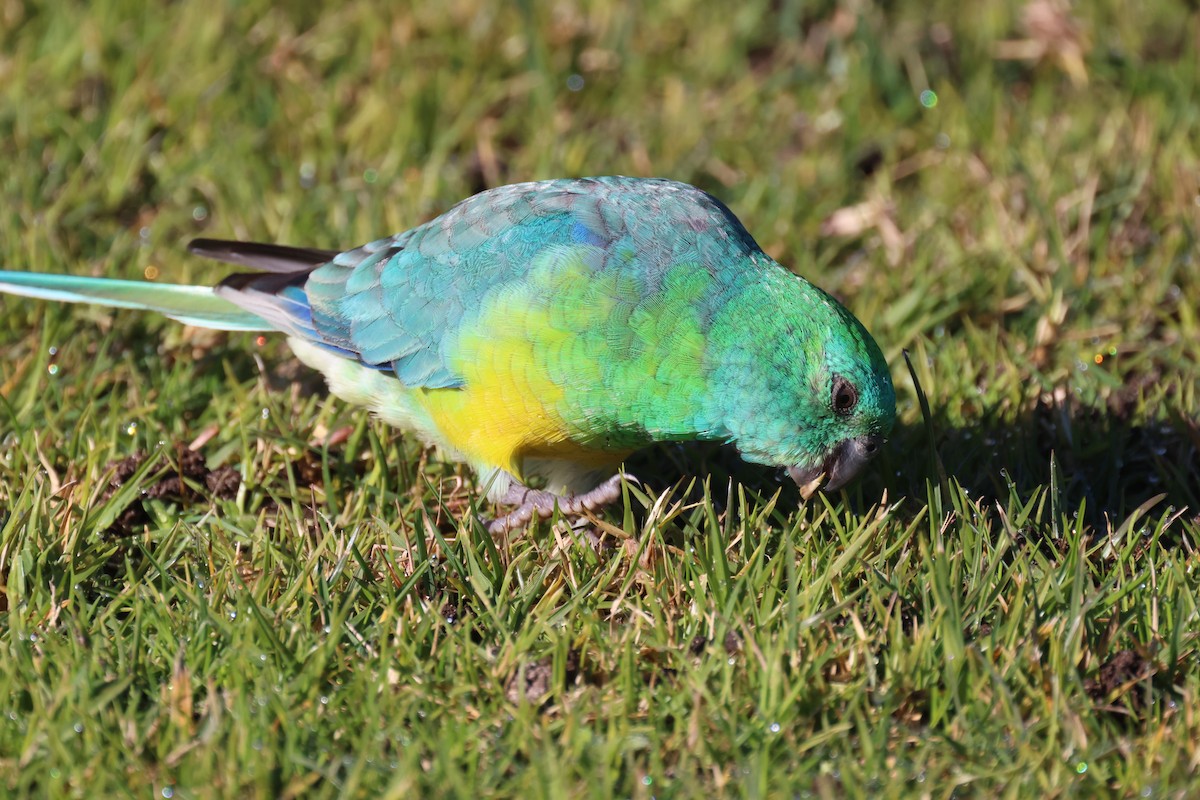 Red-rumped Parrot - ML620730814