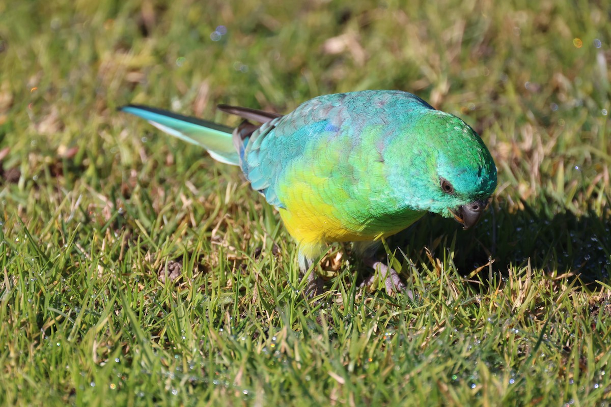 Red-rumped Parrot - ML620730815