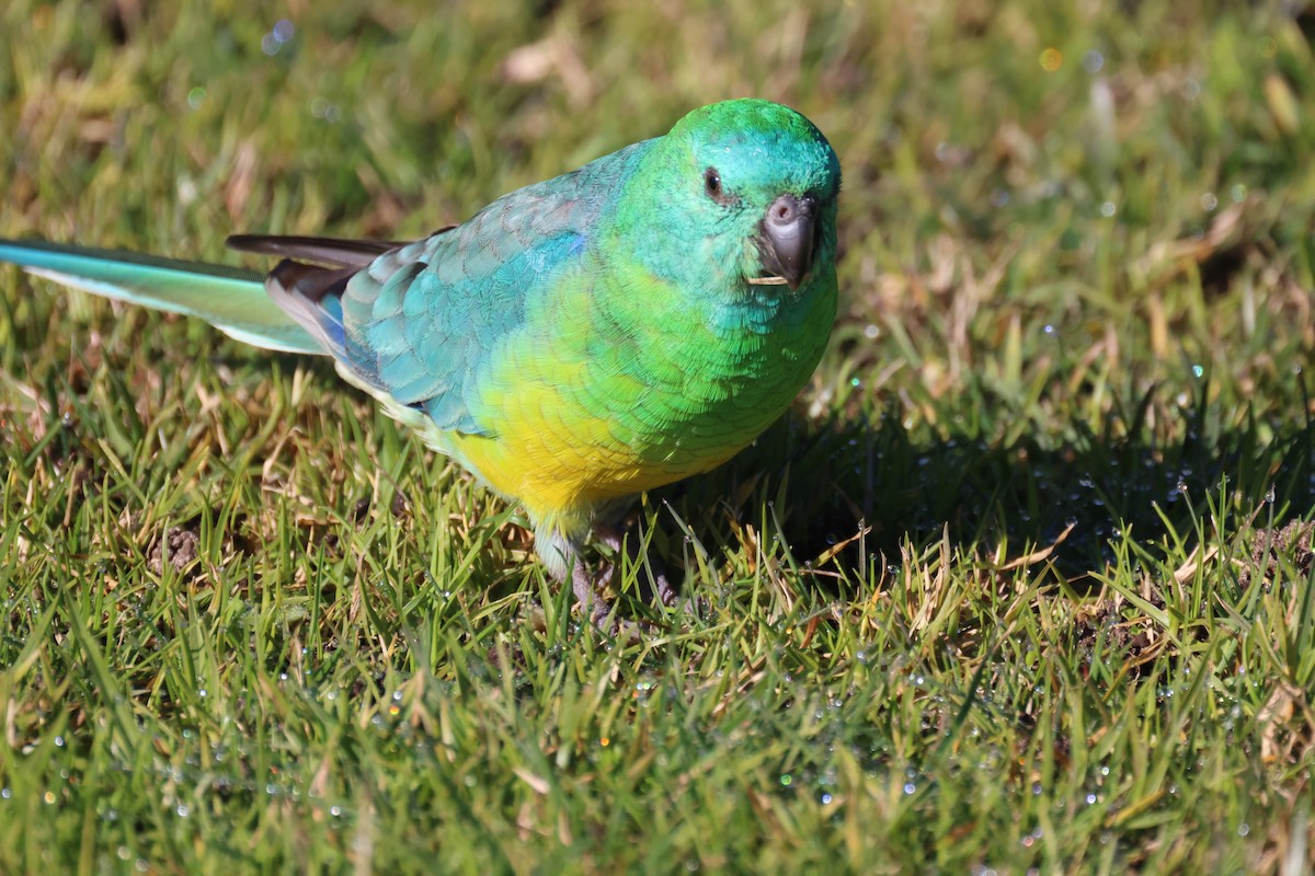 Red-rumped Parrot - ML620730816