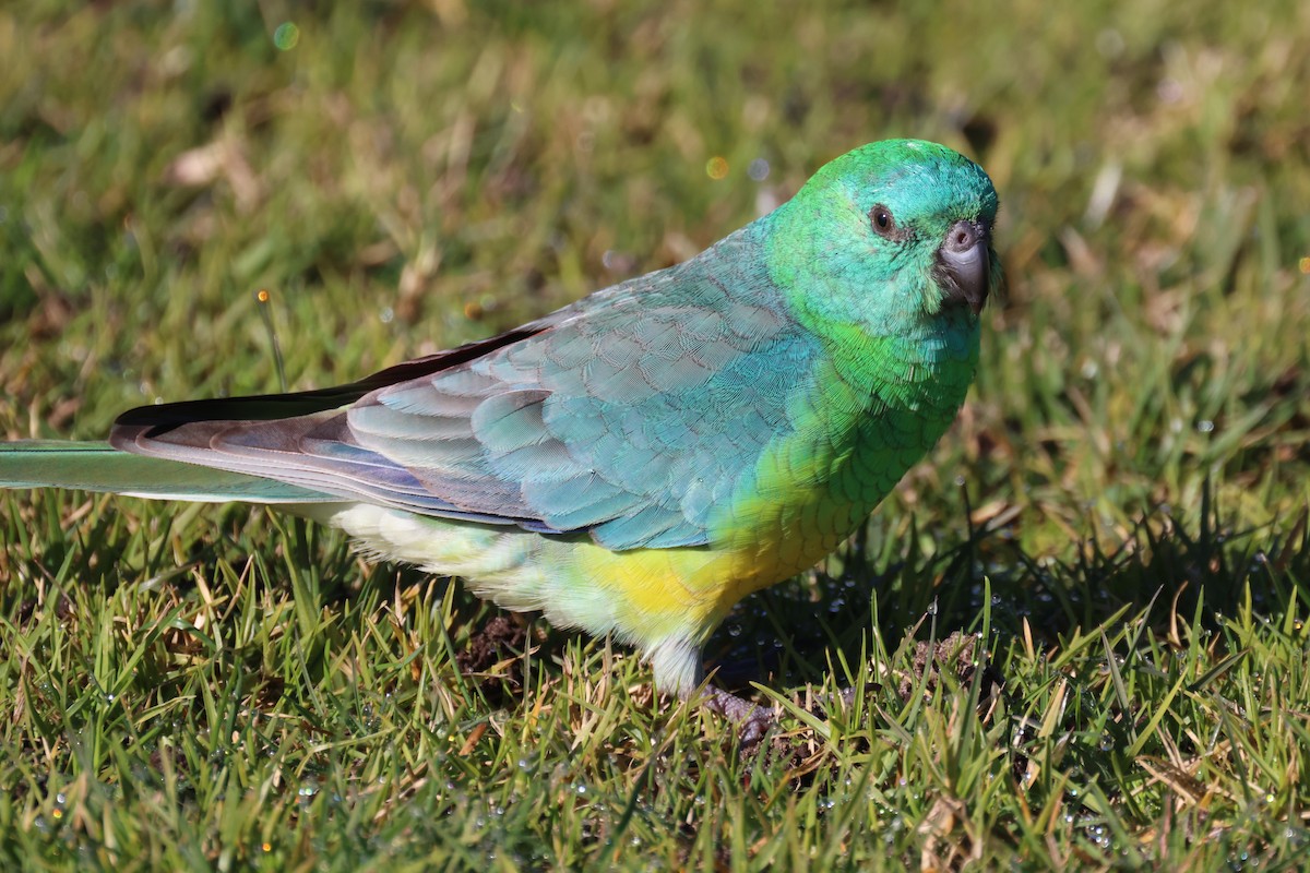 Red-rumped Parrot - ML620730817