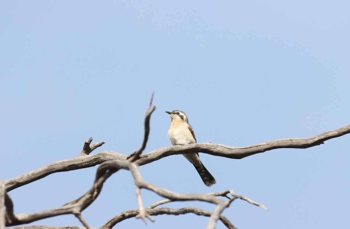 Black-eared Cuckoo - ML620730818