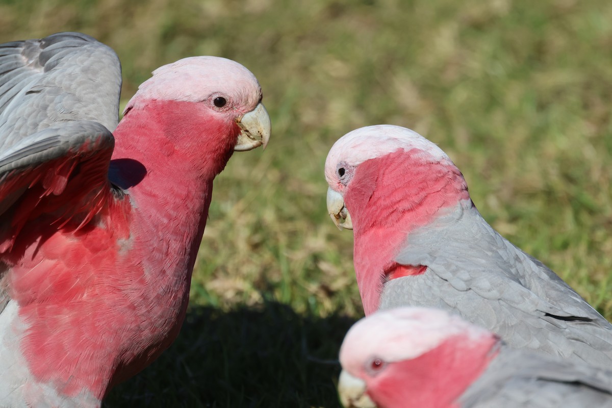 Galah - GEOFFREY SHINKFIELD