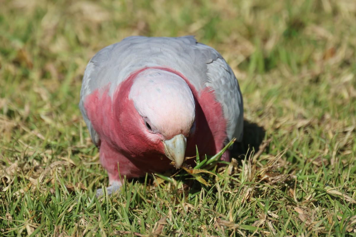 Galah - ML620730820