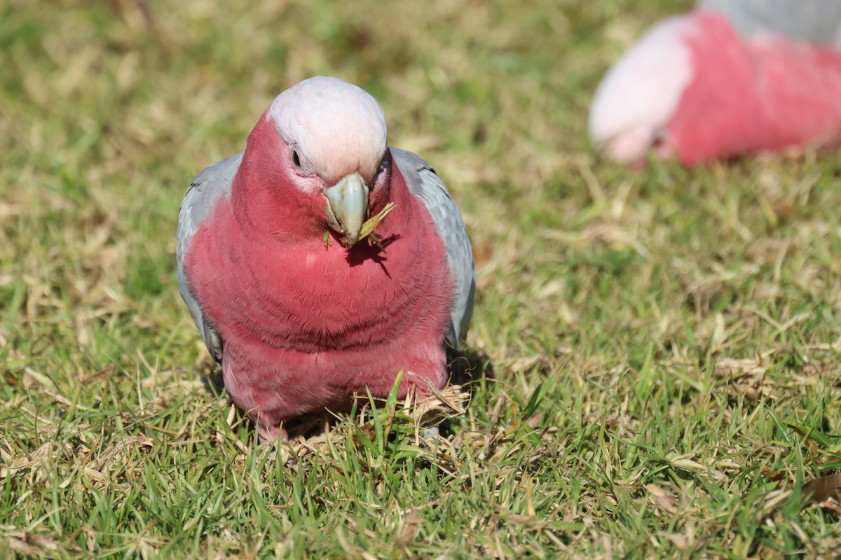 Galah - ML620730822