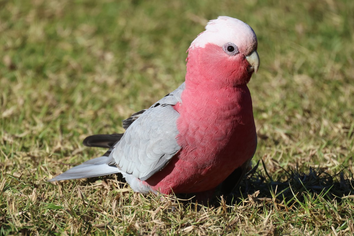 Galah - ML620730823