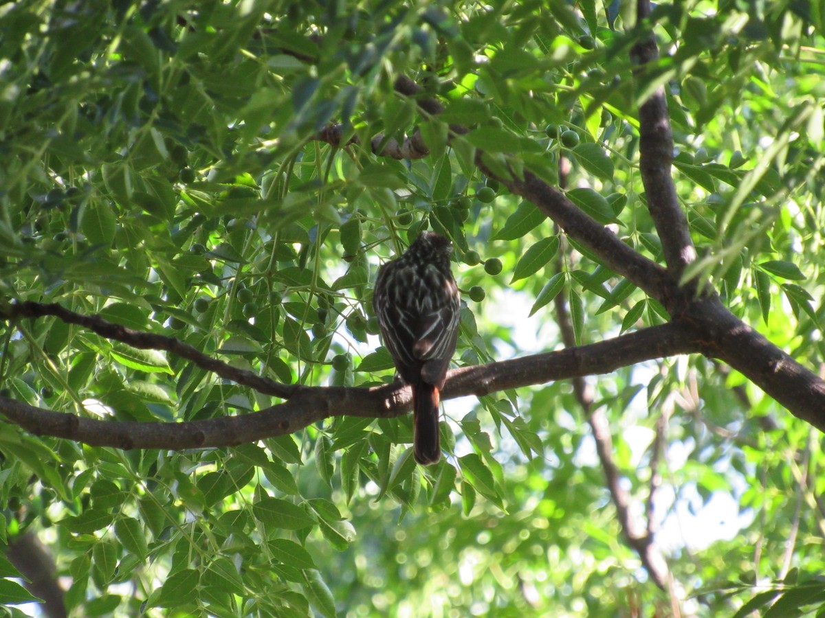 Streaked Flycatcher - ML620730829