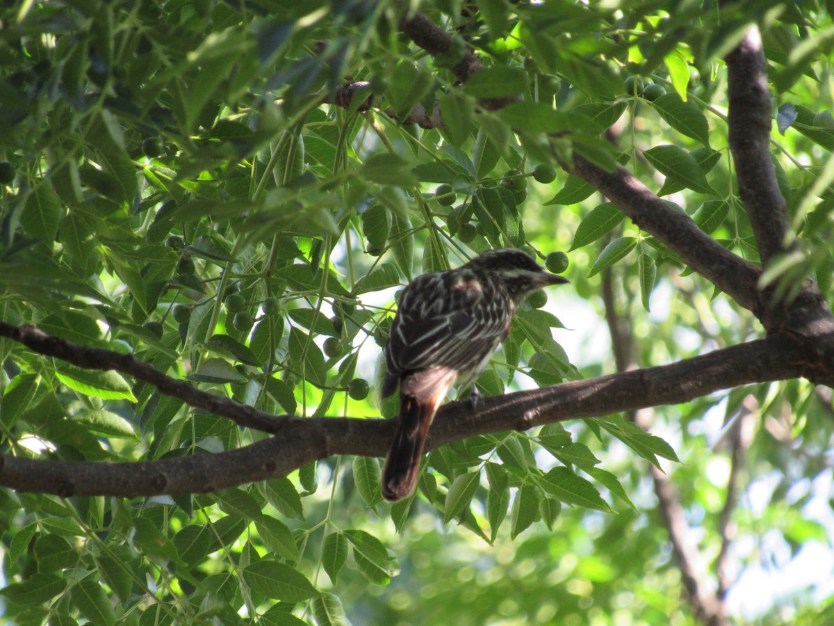 Streaked Flycatcher - ML620730830