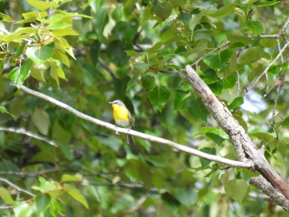 Yellow-breasted Chat - ML620730834