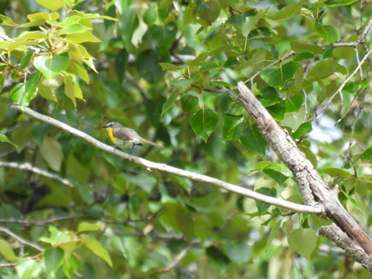 Yellow-breasted Chat - ML620730836