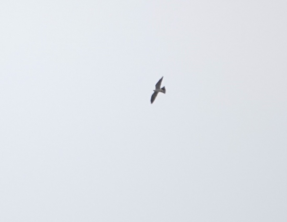 Mississippi Kite - Doug Willick