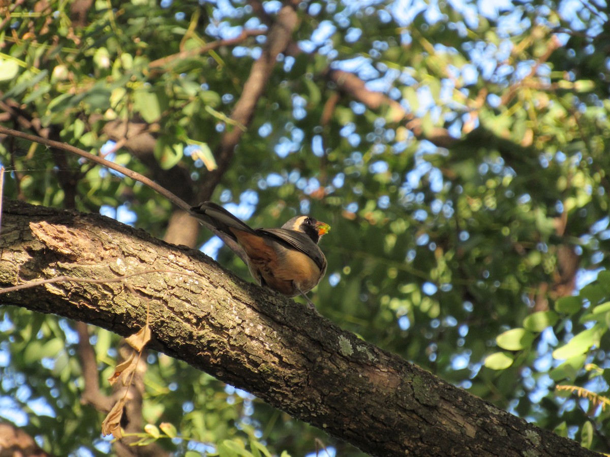 Golden-billed Saltator - ML620730843