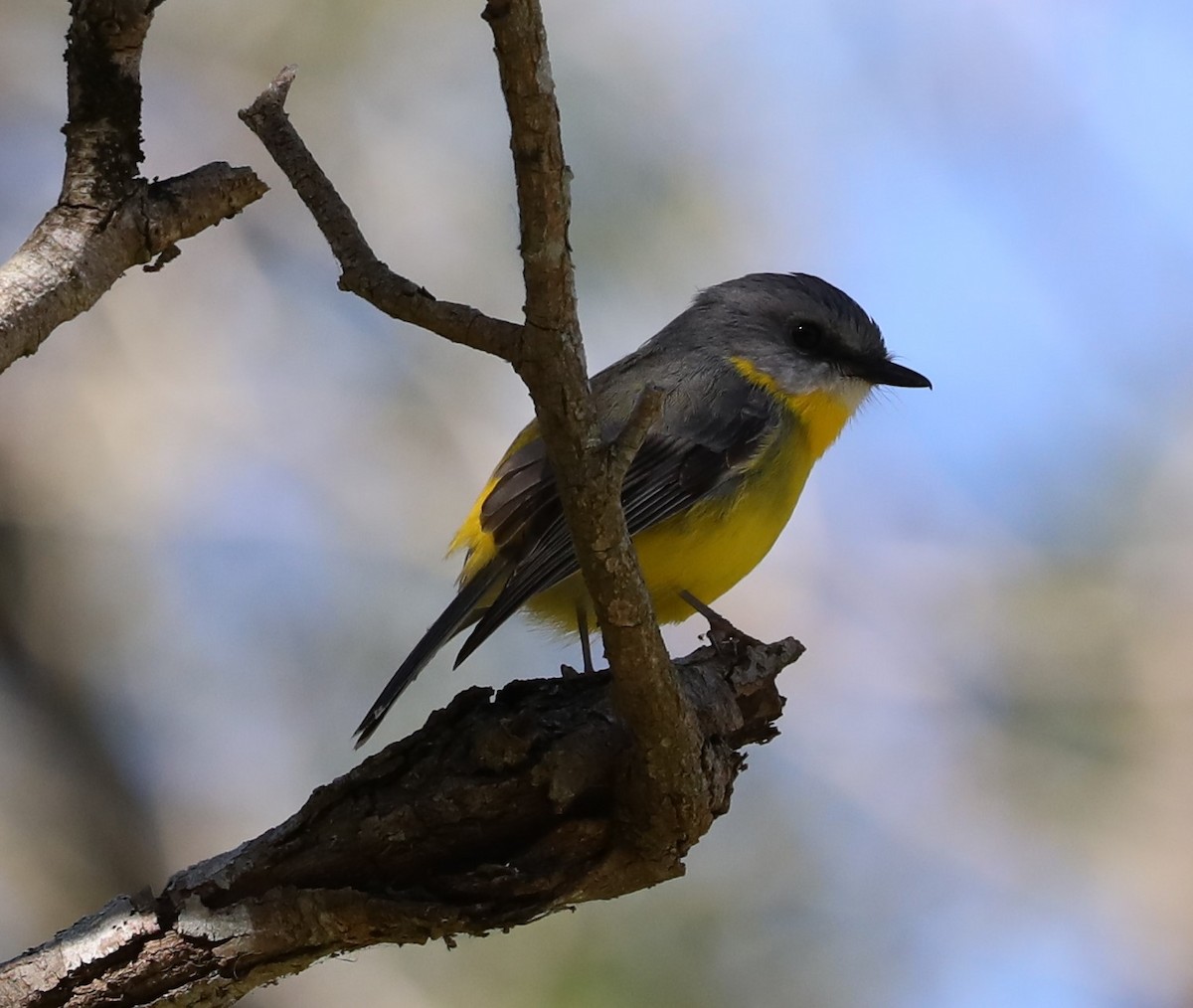 Miro à poitrine jaune - ML620730844