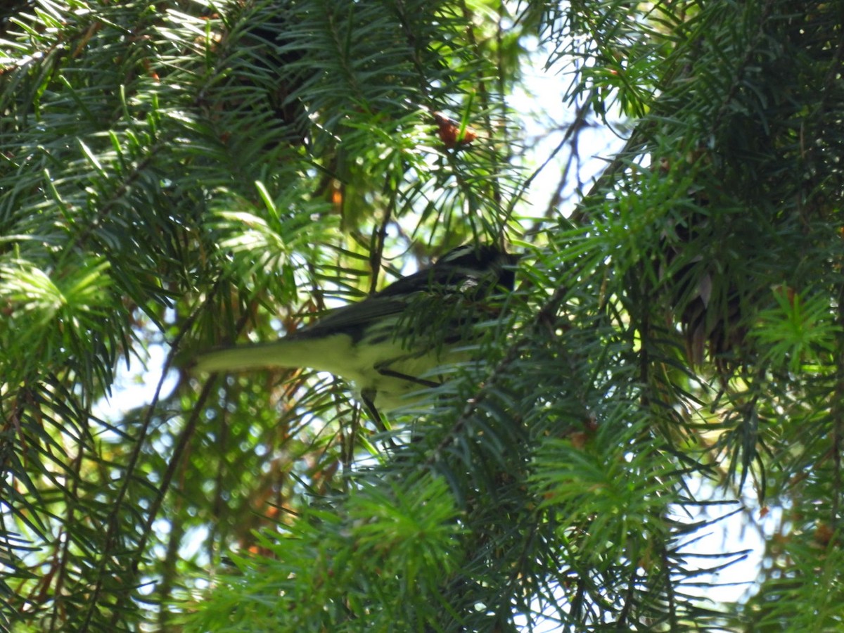 Black-throated Gray Warbler - ML620730846