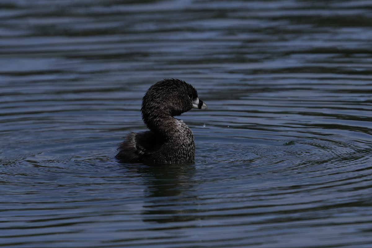 Pied-billed Grebe - ML620730850