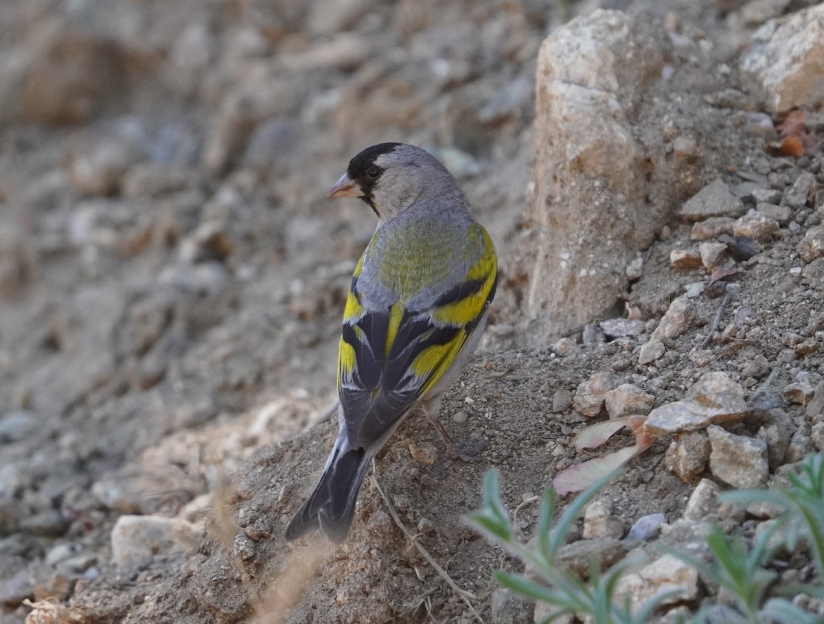 Lawrence's Goldfinch - ML620730851