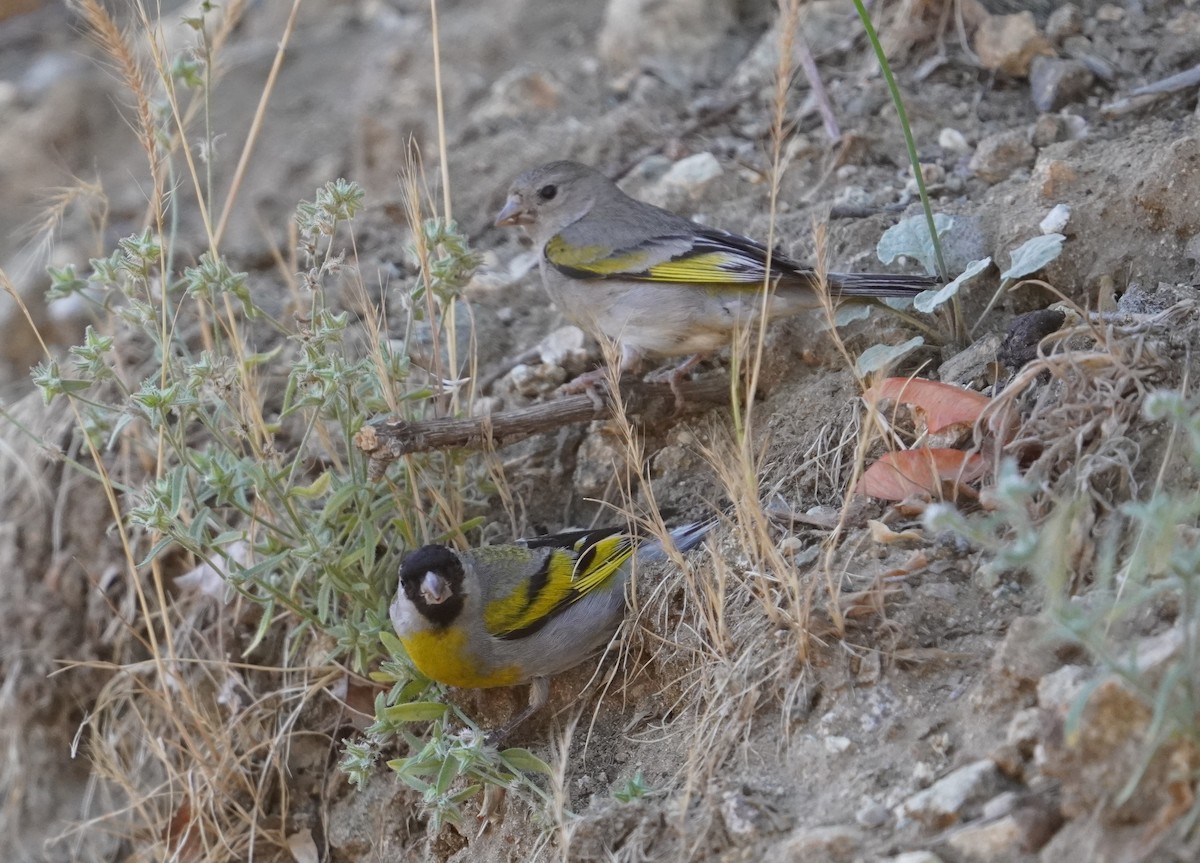 Lawrence's Goldfinch - ML620730852