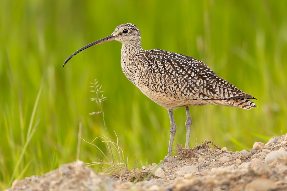 Long-billed Curlew - ML620730853