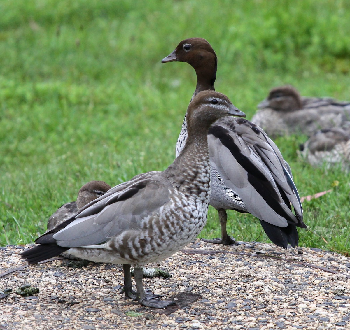 Canard à crinière - ML620730854