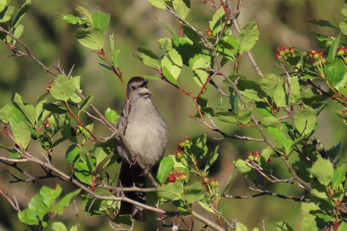 Gray Catbird - Steve Gniadek