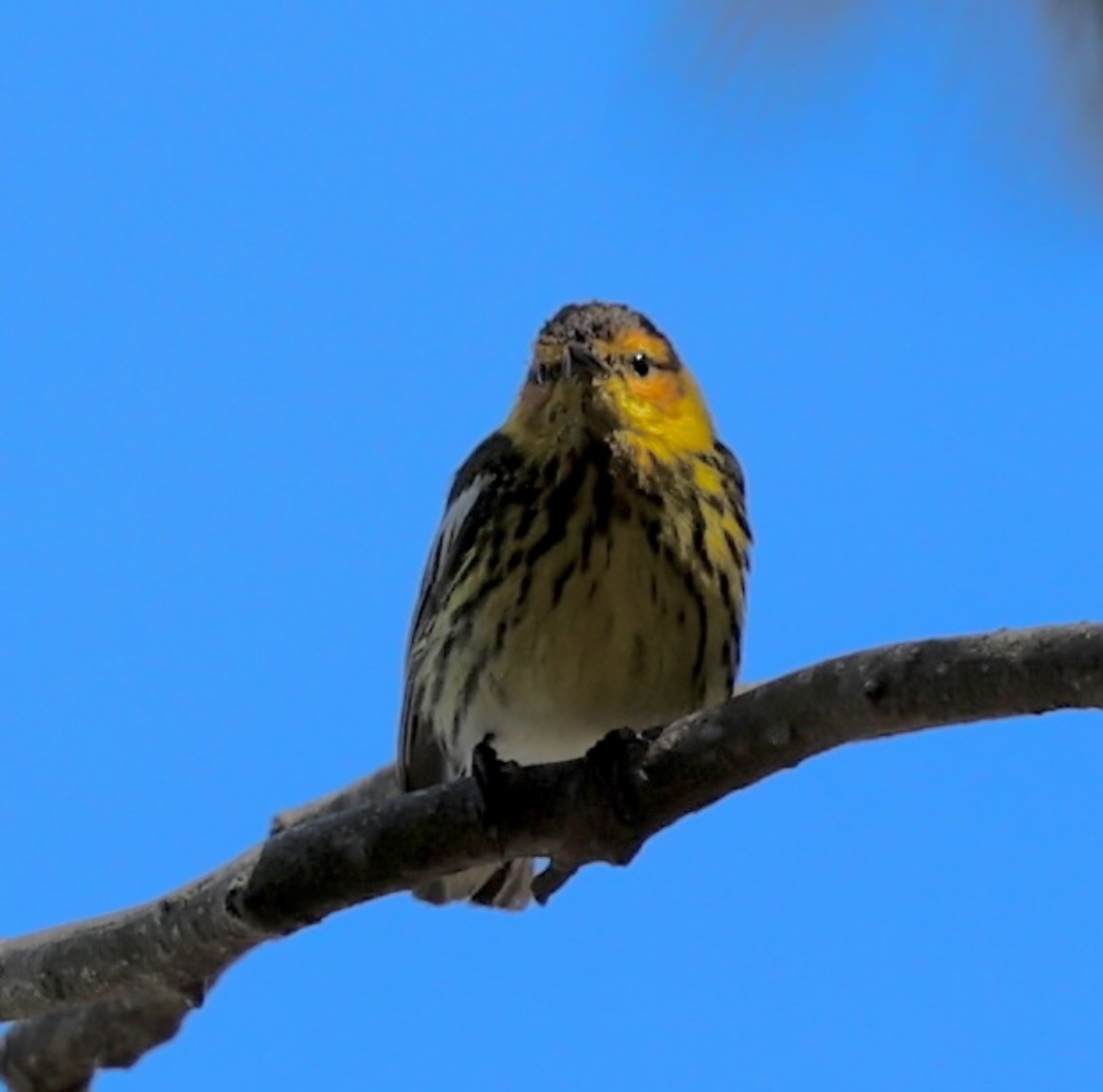 Cape May Warbler - ML620730858